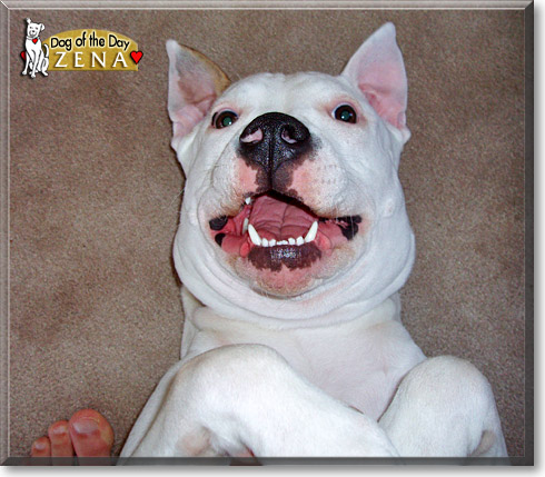 Zena, the Dog of the Day
