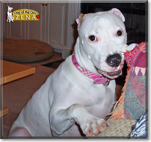 Zena, the Dog of the Day