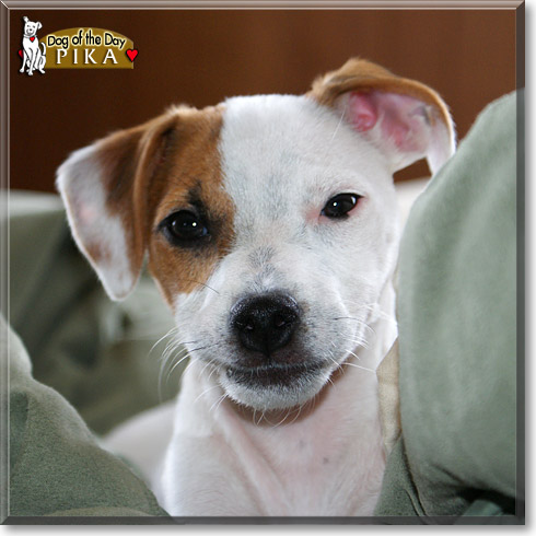 Pika, the Dog of the Day