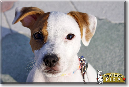 Pika, the Dog of the Day