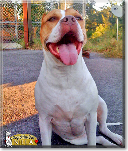 Nilla, the Dog of the Day