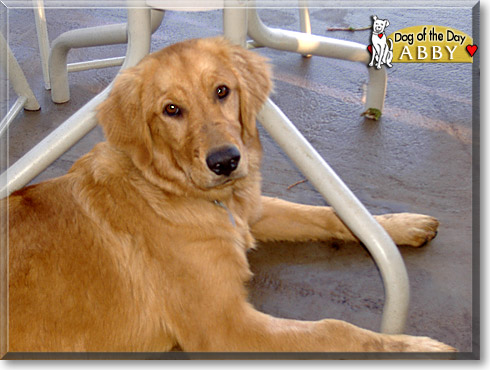 Abby, the Dog of the Day
