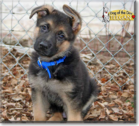 Teegan, the Dog of the Day