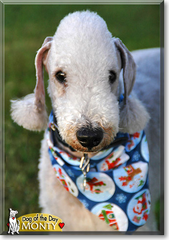 Monty, the Dog of the Day