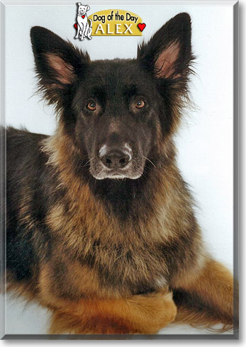 Alex, the Dog of the Day