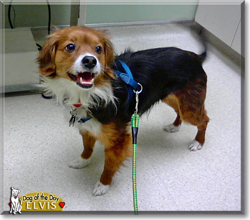 Elvis, the Dog of the Day