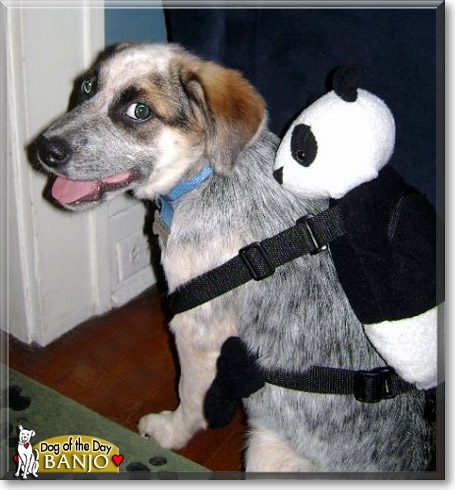 Banjo, the Dog of the Day