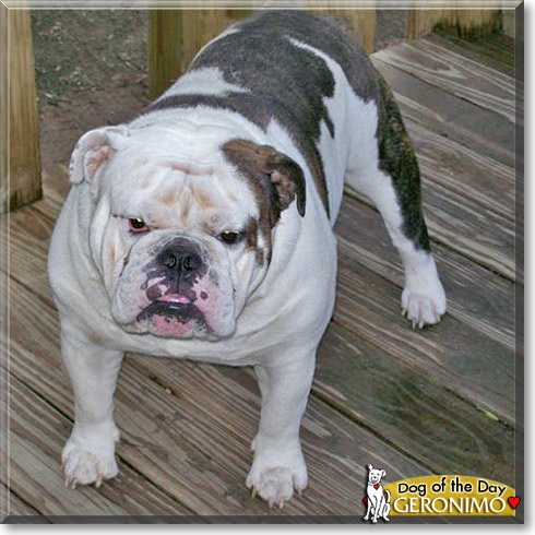 Geronimo, the Dog of the Day