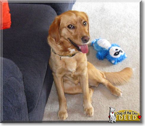 Deed, the Dog of the Day Deed, the Dog of the Day