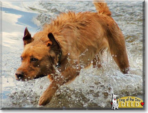 Victoria, the Dog of the Day Victoria, the Dog of the Day