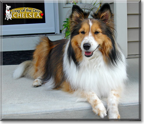 Chelsea, the Dog of the Day