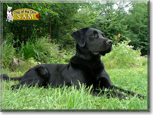 Sam, the Dog of the Day