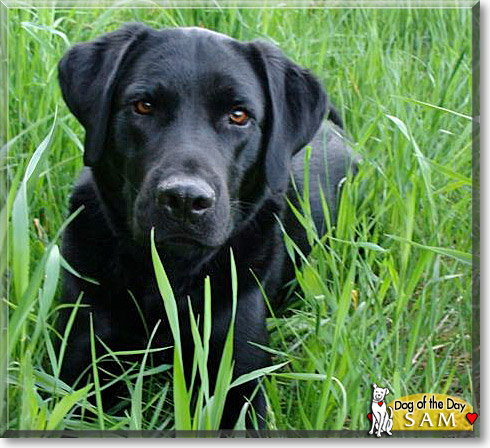 Sam, the Dog of the Day