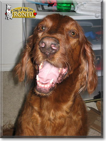 Rontu, the Dog of the Day