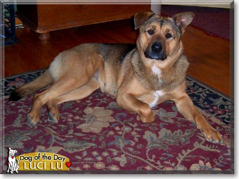 Luci Lu, the Dog of the Day