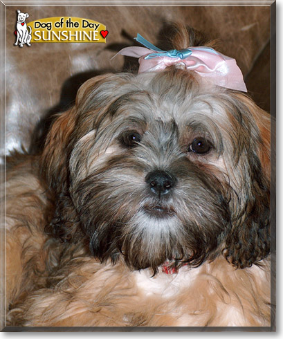 Sunshine, the Dog of the Day