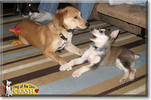 Crash, the Dog of the Day