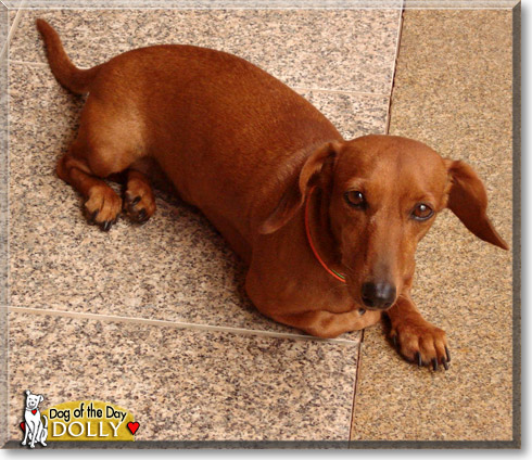 Dolly, the Dog of the Day