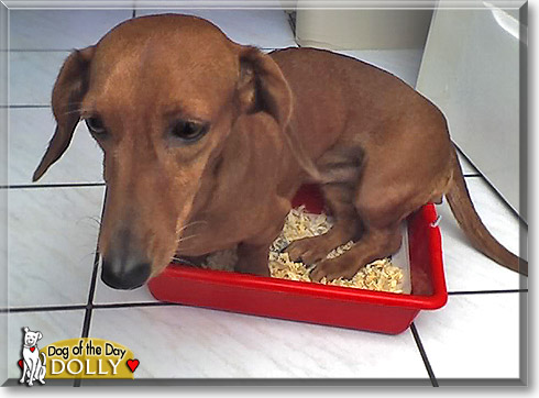 Dolly, the Dog of the Day