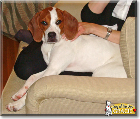 Gracie, the Dog of the Day