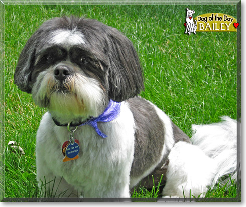 Bailey, the Dog of the Day