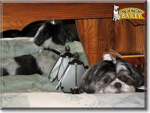 Bailey, the Dog of the Day