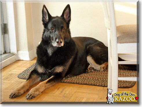 Kazoo, the Dog of the Day