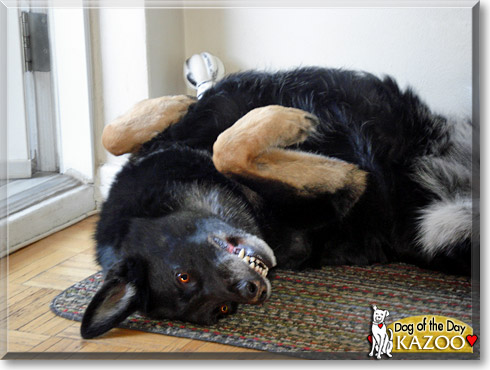 Kazoo, the Dog of the Day