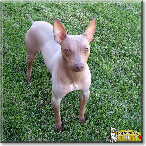 Chilly, the Dog of the Day