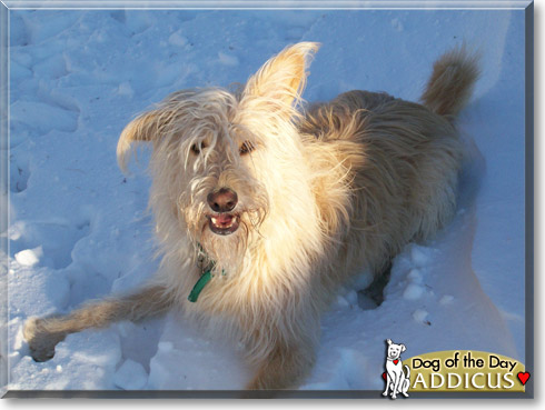 Addicus, the Dog of the Day