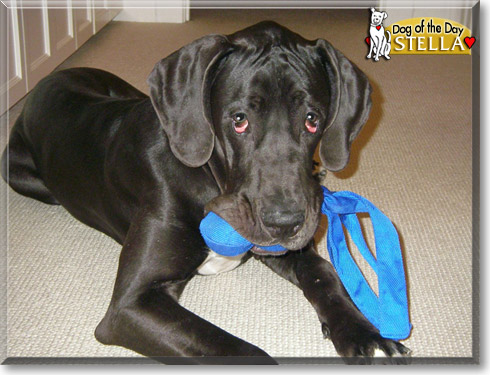 Stella, the Dog of the Day