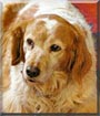 Gretta