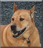 Odie
