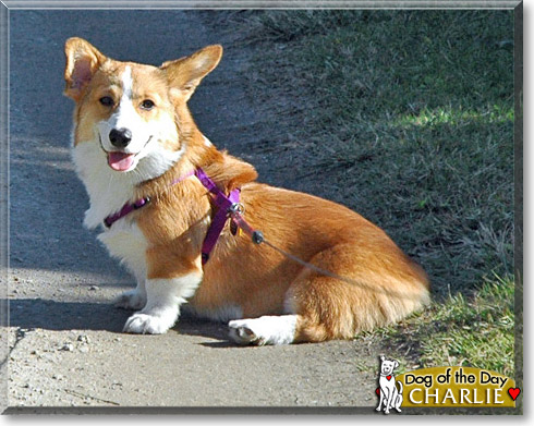Charlie, the Dog of the Day