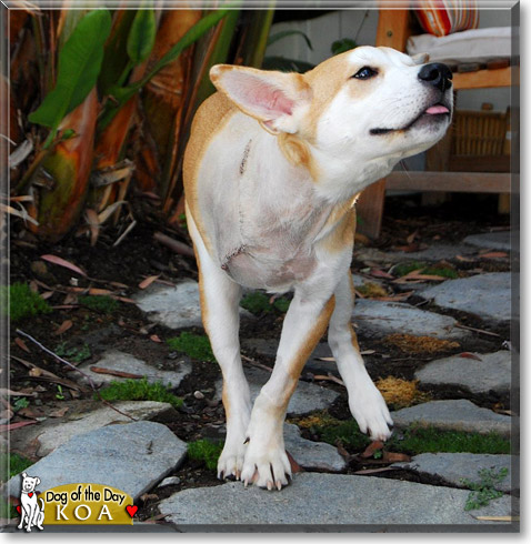 Koa, the Dog of the Day Koa, the Dog of the Day