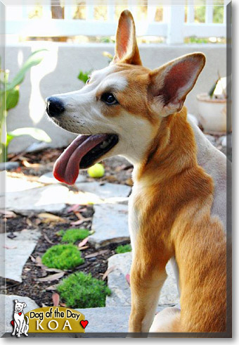 Charlie, the Dog of the Day Charlie, the Dog of the Day