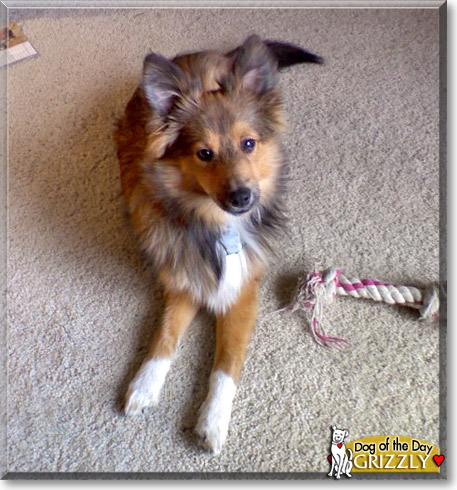 Grizzly, the Dog of the Day