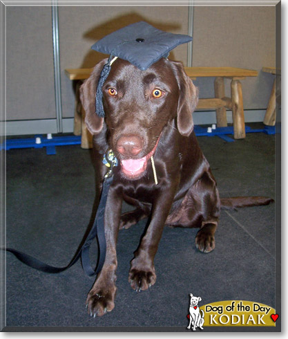 Kodiak, the Dog of the Day