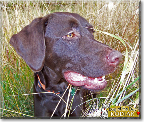 Kodiak, the Dog of the Day