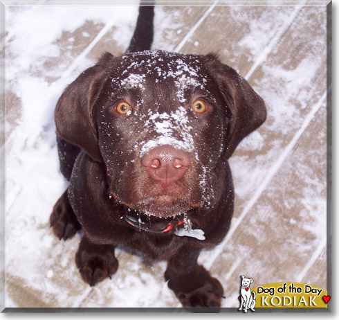 Kodiak, the Dog of the Day