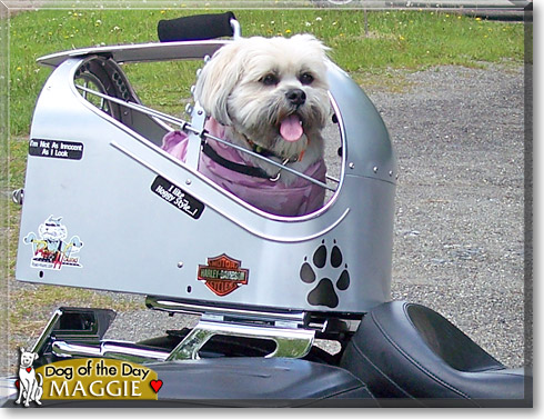 Maggie, the Dog of the Day