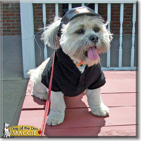 Maggie, the Dog of the Day
