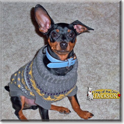 Jackson, the Dog of the Day