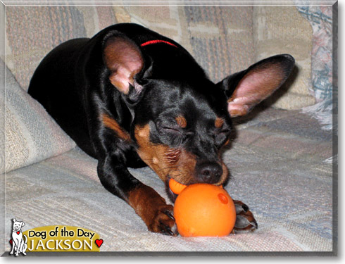 Jackson, the Dog of the Day
