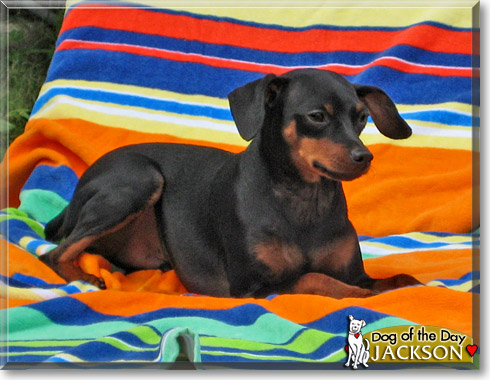 Jackson, the Dog of the Day