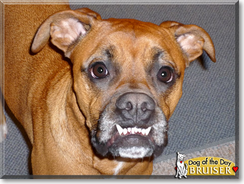 Bruiser, the Dog of the Day