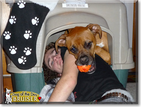 Bruiser, the Dog of the Day