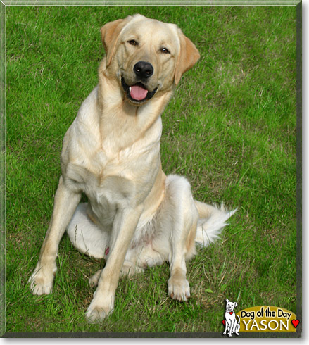 Yason, the Dog of the Day