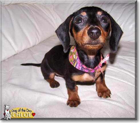 Chloe, the Dog of the Day