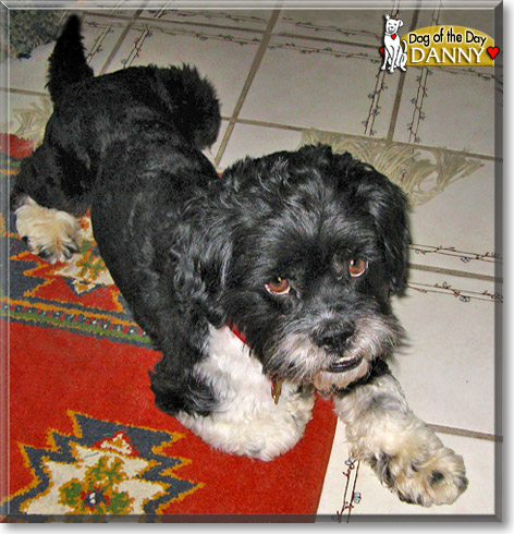 Danny, the Dog of the Day